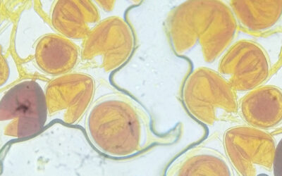 Perbedaan Mikoriza dan Trichoderma