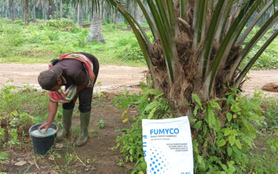 Pedoman Peremajaan (Replanting) Kelapa Sawit