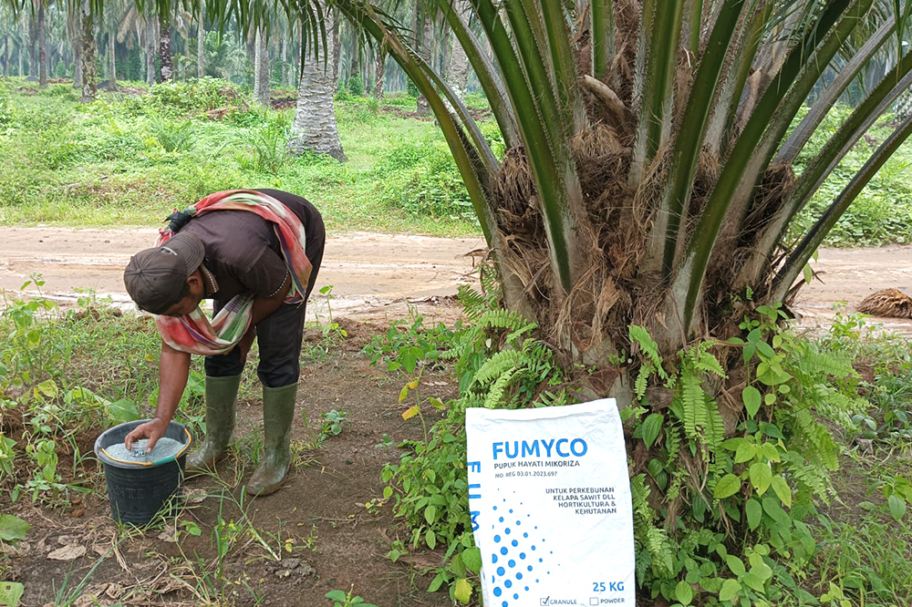 Pedoman Peremajaan (Replanting) Kelapa Sawit