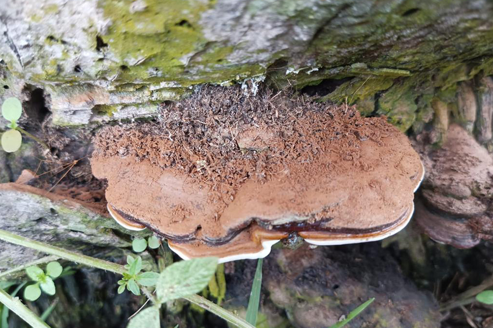 Penyakit Ganoderma di Kelapa Sawit 