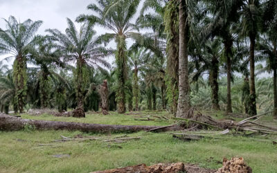 Pertanian Berkelanjutan: Pupuk Organik dan Mikoriza untuk Melawan Ganoderma