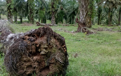 Mikoriza dan Pengendalian Ganoderma: Kunci Sukses Replanting Kelapa Sawit