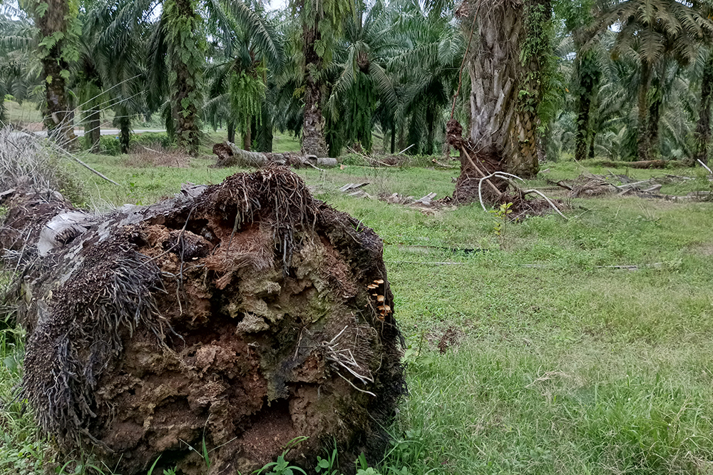 Mikoriza dan Pengendalian Ganoderma: Kunci Sukses Replanting Kelapa Sawit