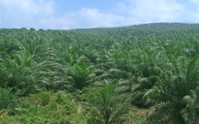 Replanting Kelapa Sawit: Strategi Terkini dengan Pupuk Hayati Mikoriza dan Pengendalian Ganoderma