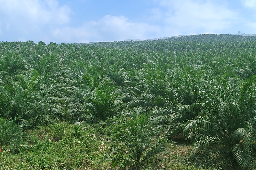 Replanting Kelapa Sawit: Strategi Terkini dengan Pupuk Hayati Mikoriza dan Pengendalian Ganoderma