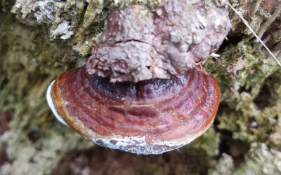 Pengendalian Ganoderma dalam Pertanian Kelapa Sawit melalui Mikoriza dan Pupuk Organik