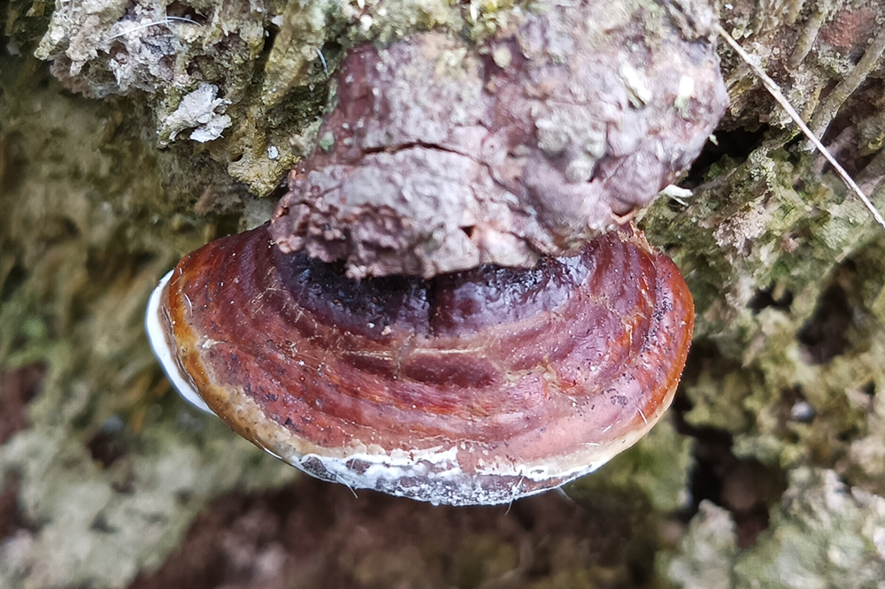 Pengendalian Ganoderma dalam Pertanian Kelapa Sawit melalui Mikoriza dan Pupuk Organik