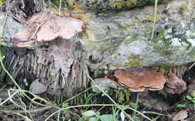 Pertanian Kelapa Sawit yang Berkelanjutan: Menghadapi Tantangan Ganoderma dengan Pupuk Hayati