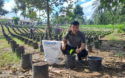 Mikoriza dan Pupuk Organik: Perpaduan Ampuh dalam Mengatasi Ganoderma Pada Tanaman Kelapa Sawit